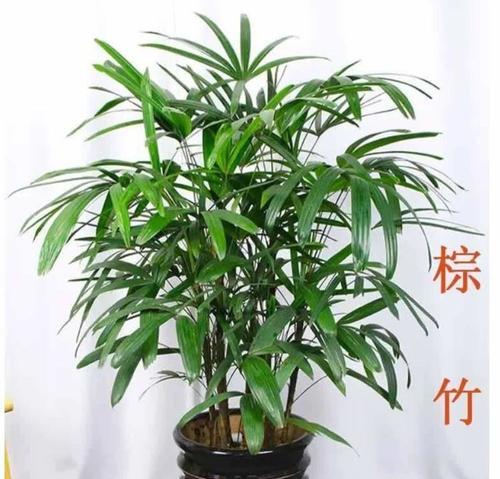 棕竹的寓意和花语是什么意思？