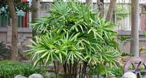 棕竹的寓意和花语是什么意思？