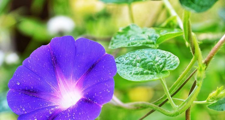 聆听花语花意的深层含义是什么？