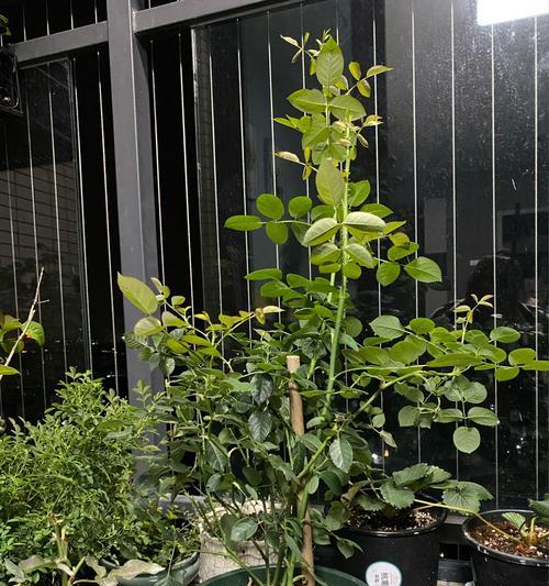 聆听花语花意的深层含义是什么？