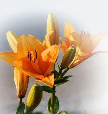 聆听花语花意的深层含义是什么？