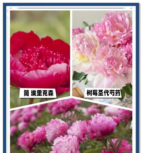 芍药花束的花语和寓意有哪些？