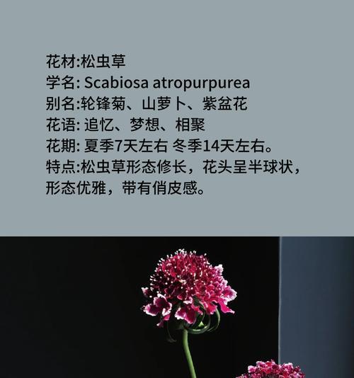 萝卜花语的起源是什么？萝卜花语有何寓意？