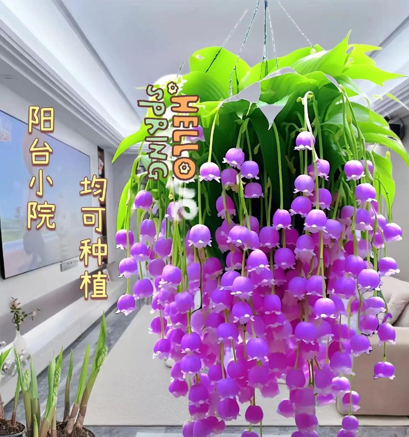 灯笼花紫色的花语是什么？它传递了怎样的信息？