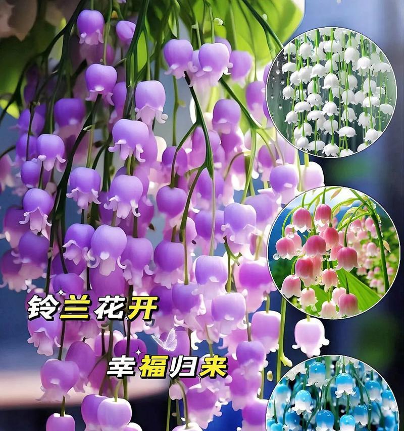 灯笼花紫色的花语是什么？它传递了怎样的信息？