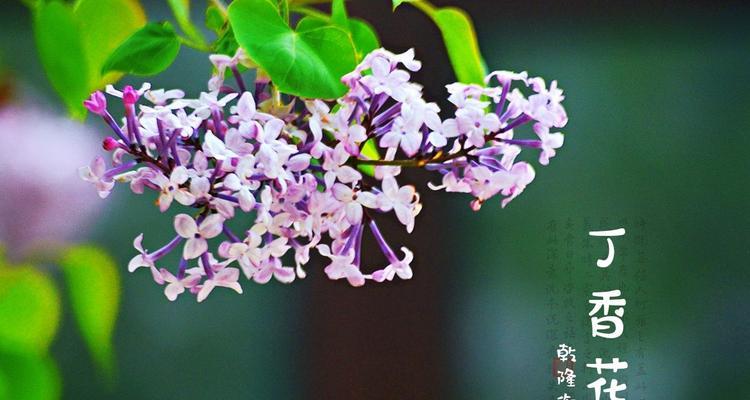 语文老师偏爱哪种花的花语？