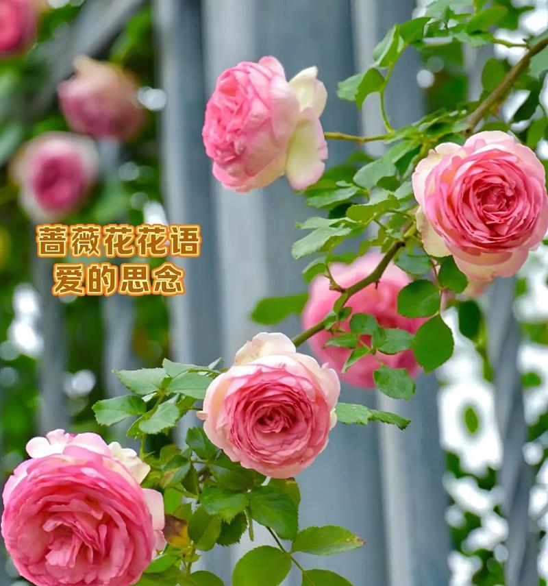 语文老师偏爱哪种花的花语？