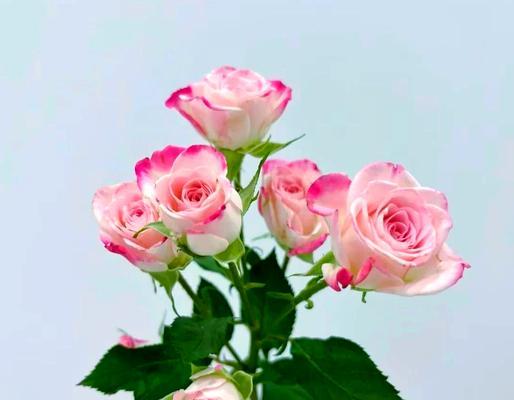 以物易物中玫瑰的花语有何含义？玫瑰花语在交换中的意义是什么？