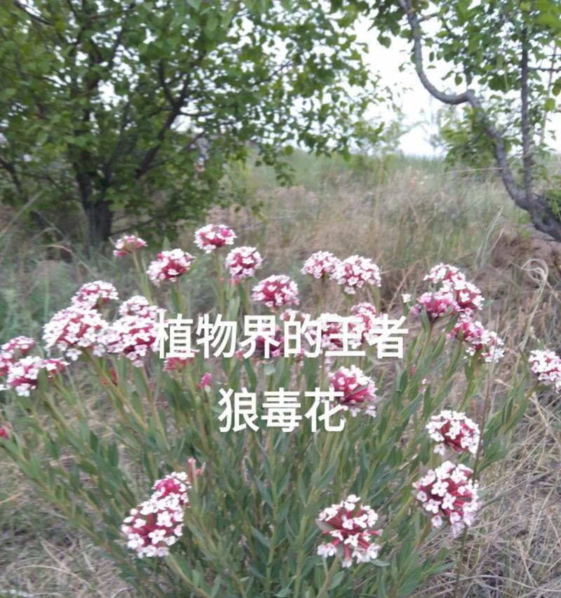 狠毒花的花语代表什么？它在花语中象征着什么？