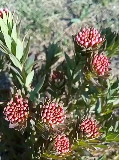 狠毒花的花语代表什么？它在花语中象征着什么？