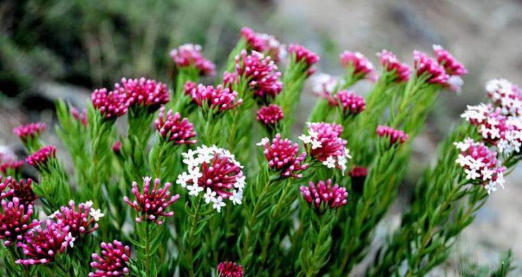 狠毒花的花语代表什么？它在花语中象征着什么？