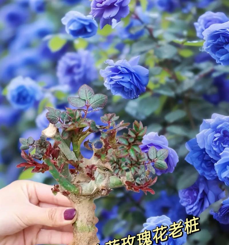 蓝色玫瑰花语代表什么？这种颜色的玫瑰有何特别含义？