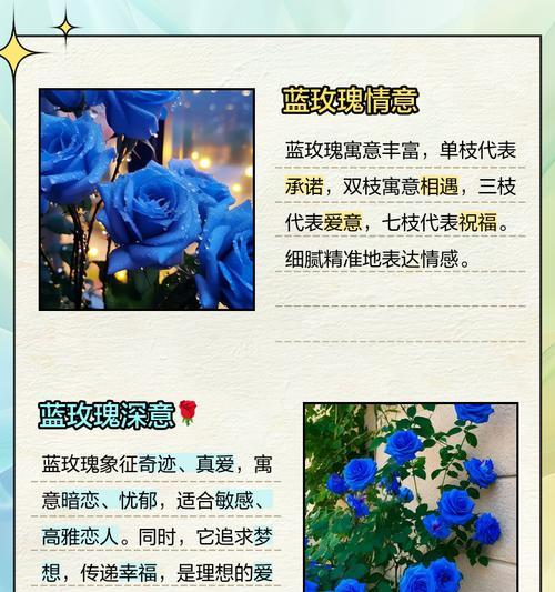 蓝玫瑰一支代表什么？蓝玫瑰的独特花语是什么？