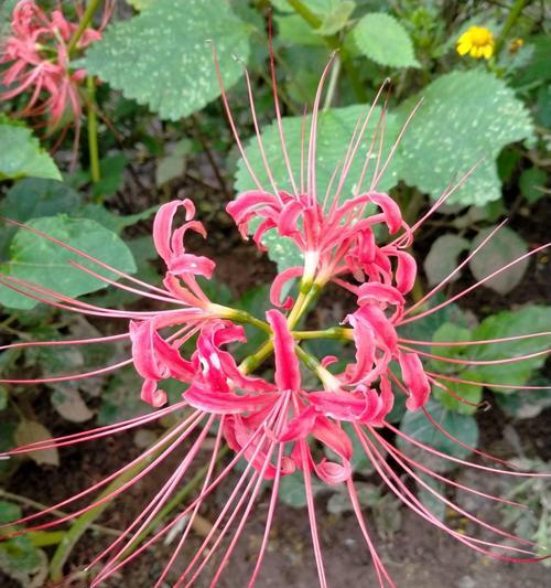 枯萎的花代表什么？花语有何深层含义？