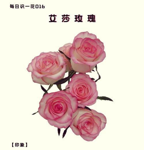 丝带玫瑰的花语是什么？它象征着什么？