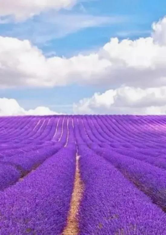 紫色大烟的花语有何含义？山茶花花语是什么？