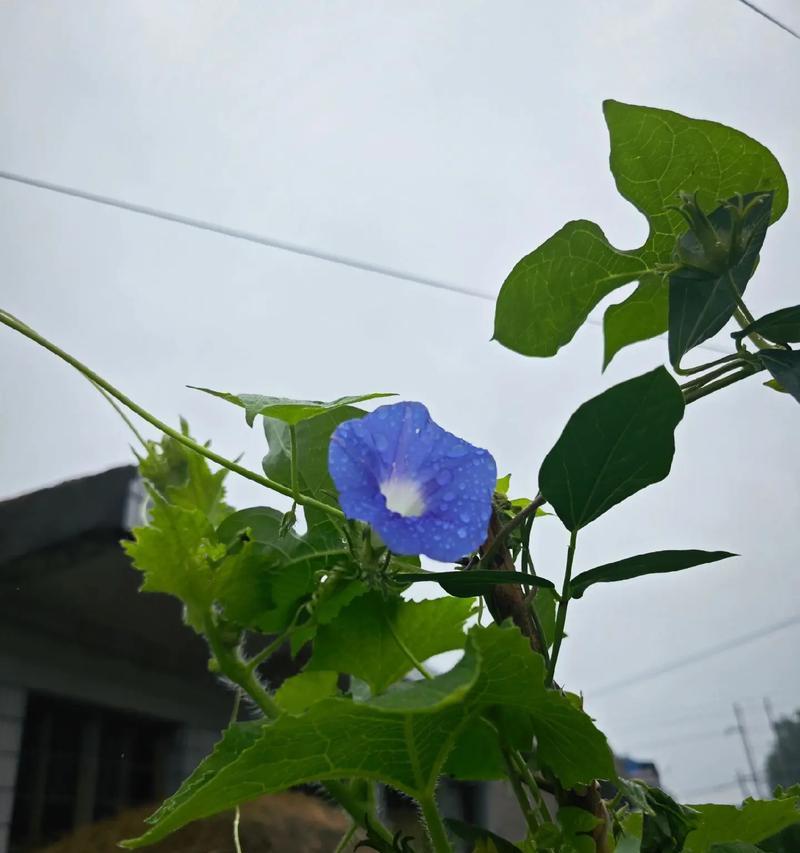 凌晨一二点的花语是什么？如何理解凌晨一二点的花语含义？
