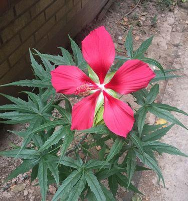 凌晨一二点的花语是什么？如何理解凌晨一二点的花语含义？