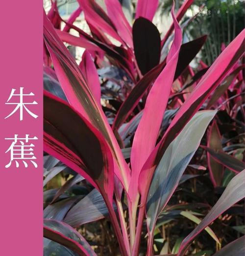红叶朱蕉的花语有哪些？它象征着什么？