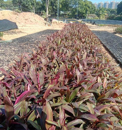 红叶朱蕉的花语有哪些？它象征着什么？