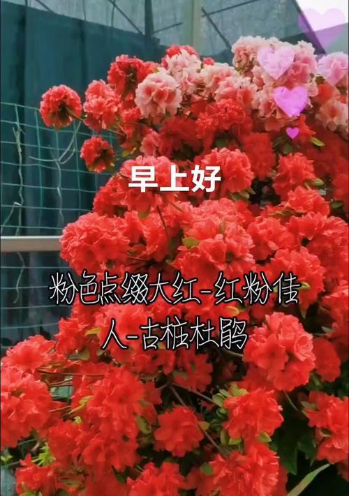 杜鹃花的花语有哪些不同的解释？