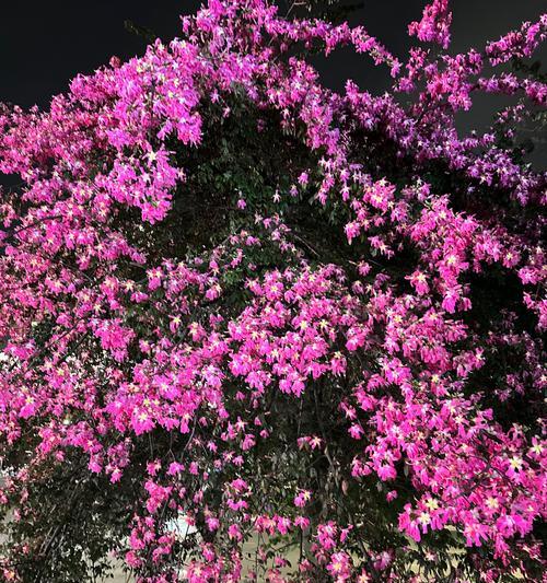 杜鹃花的花语有哪些不同的解释？