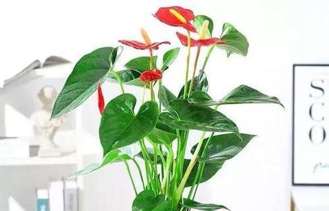 风水中花的摆放有何讲究？花语的含义是什么？