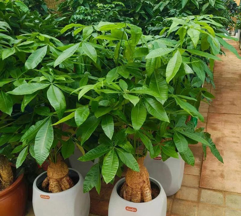 风水中花的摆放有何讲究？花语的含义是什么？