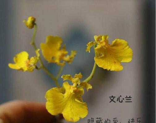 哪些花的花语与家人有关？