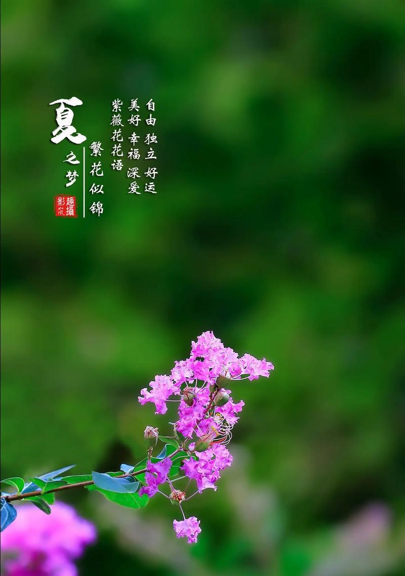 哪些花的花语与家人有关？