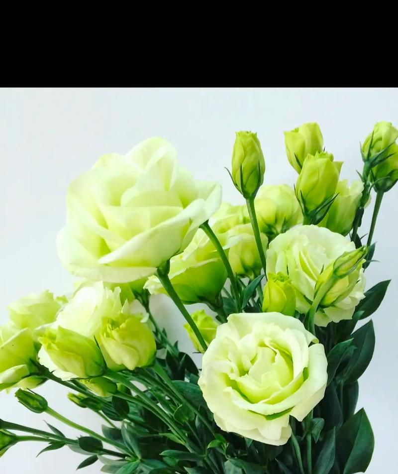哪种花的花语与流言蜚语相关？
