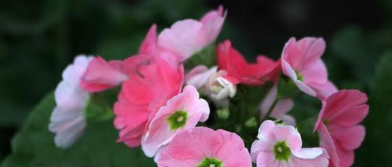 樱花草花语是什么？樱花草在花语中象征着什么？