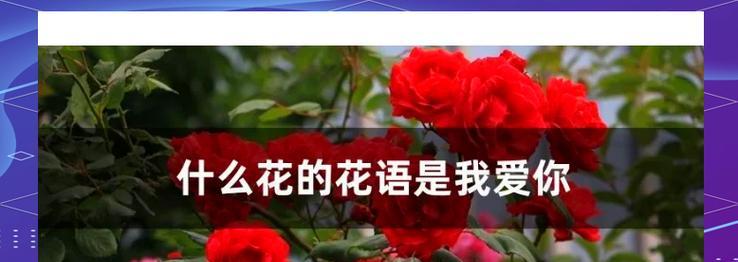 爱意花语有哪些含义？