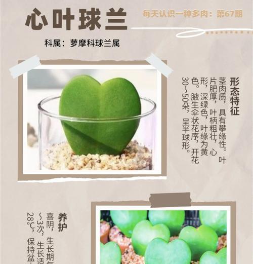 多肉专用盆花的花语是什么？多肉植物的花语有哪些？