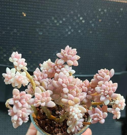 多肉专用盆花的花语是什么？多肉植物的花语有哪些？