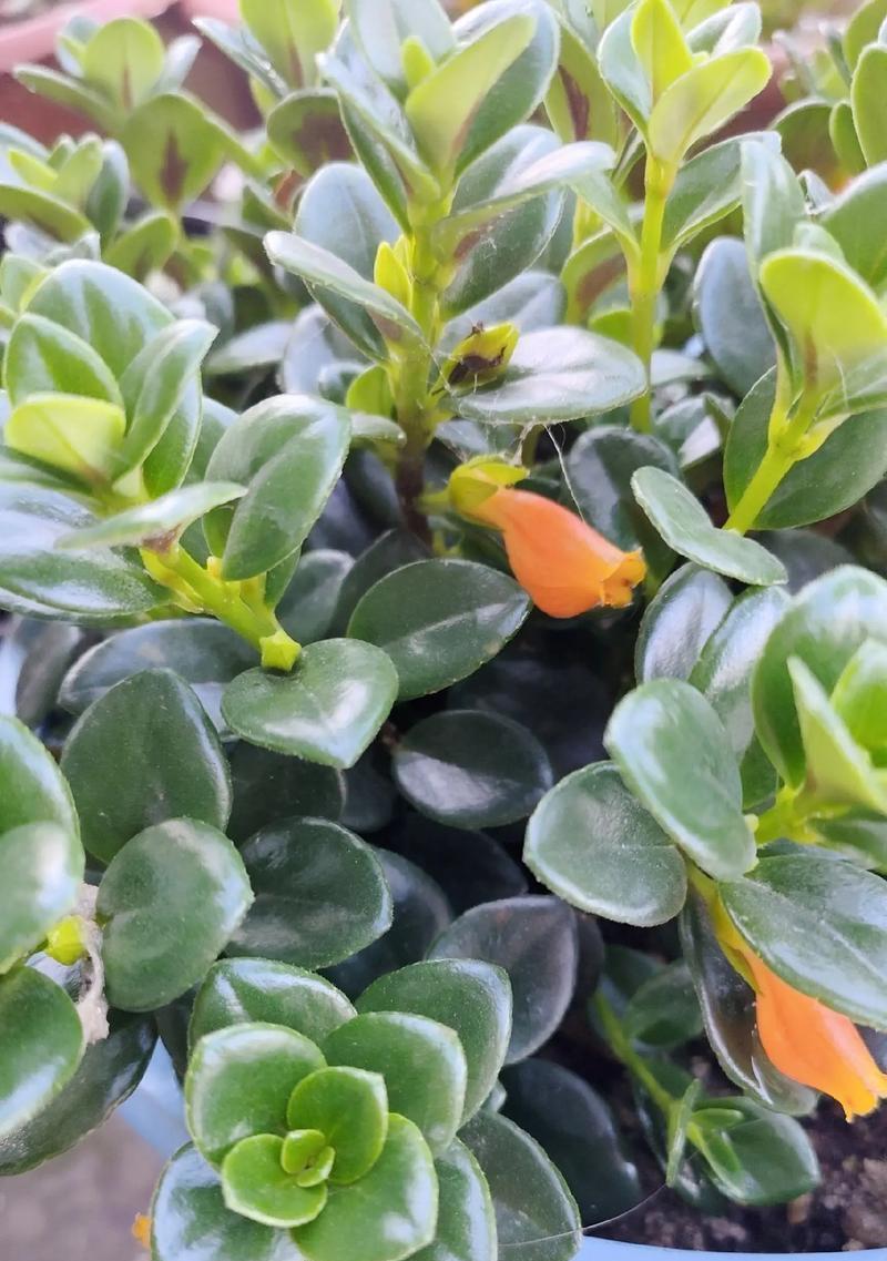 多肉专用盆花的花语是什么？多肉植物的花语有哪些？
