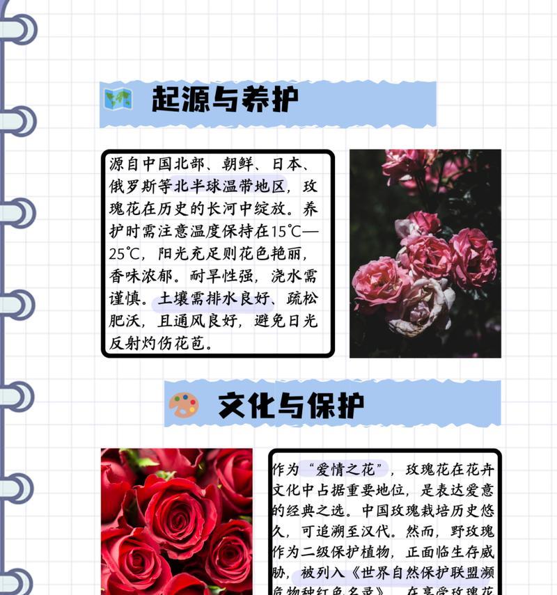 外套里的玫瑰花语有何特别之处？这个花语代表了什么？