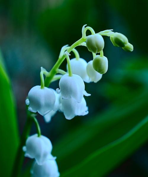 玫瑰风铃的花语是什么呢？这种花语有何深意？