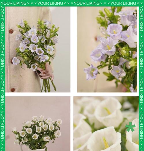 玫瑰风铃的花语是什么呢？这种花语有何深意？