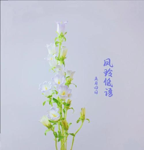 玫瑰风铃的花语是什么呢？这种花语有何深意？