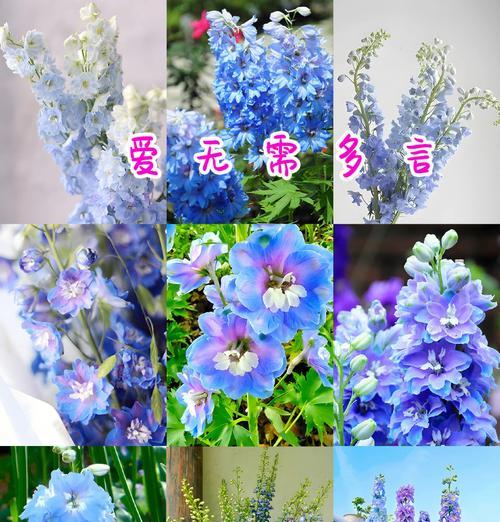 哪些花语与未来有关？未来相关的花语有何含义？