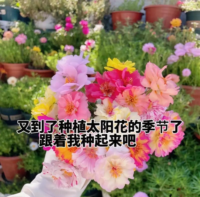 哪些花语与未来有关？未来相关的花语有何含义？