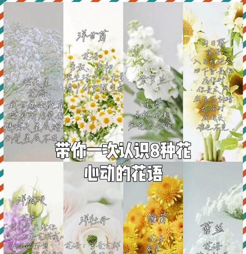 如何理解你不了解的花语？