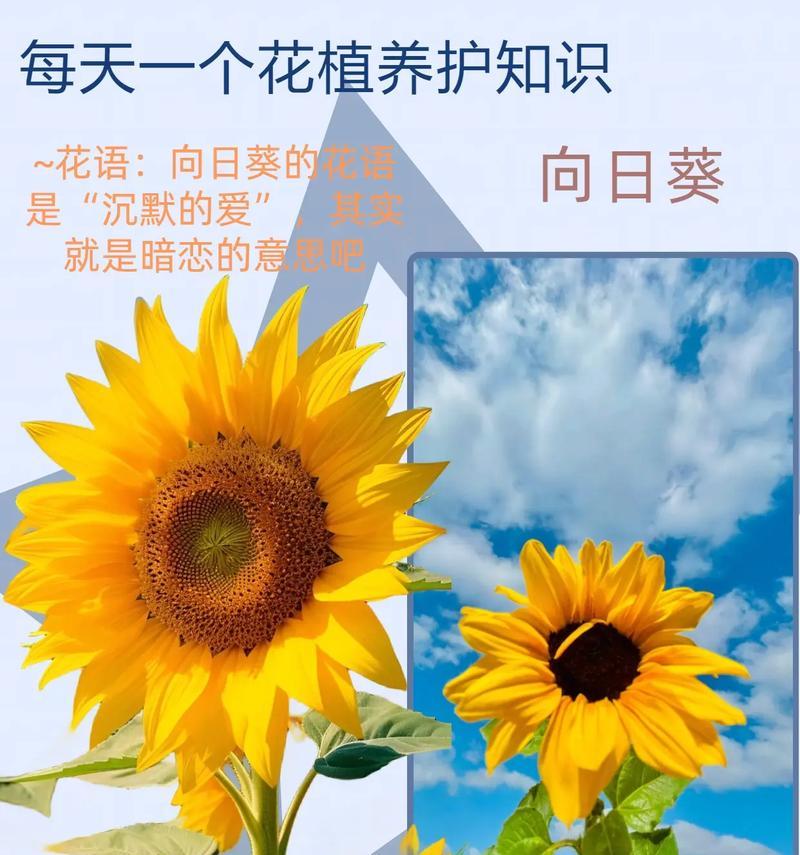 向日葵的花语在睡前故事中代表什么？