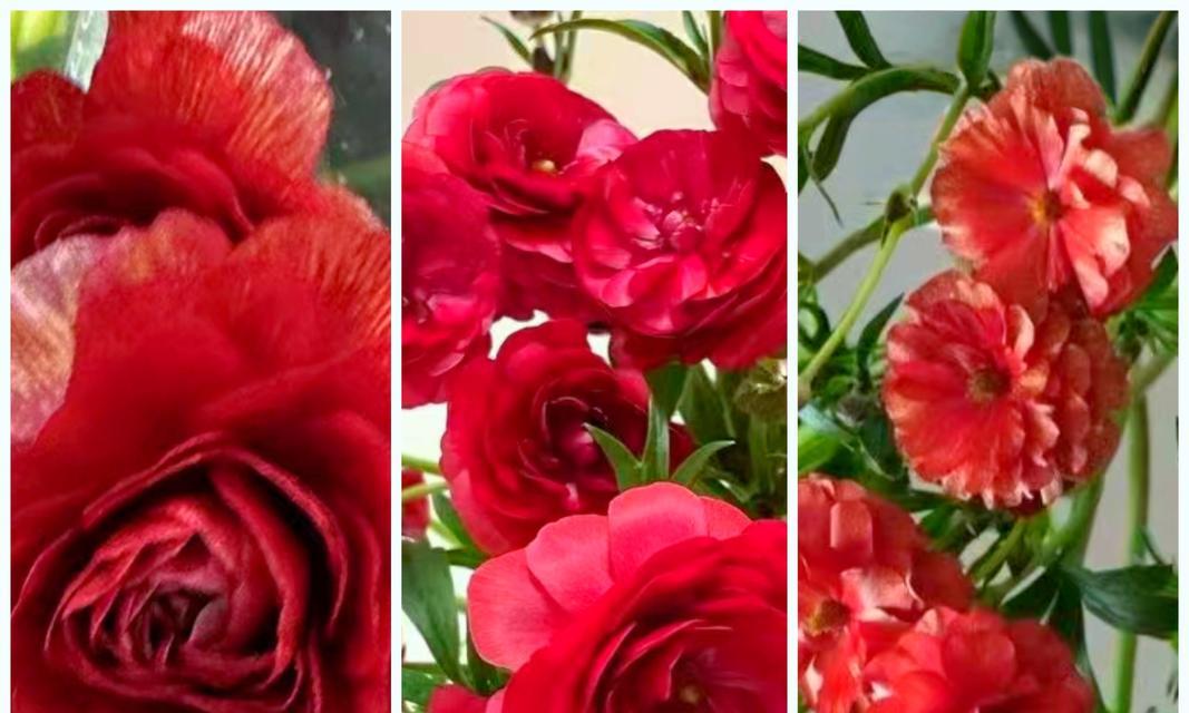 闹红火的花语代表什么？