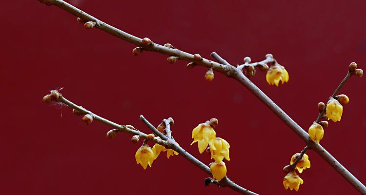 闹红火的花语代表什么？