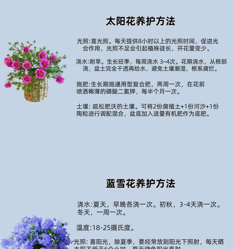 太阳花的花语代表什么？