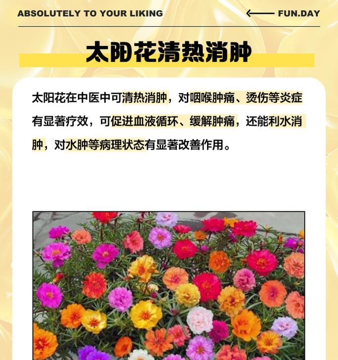 太阳花的花语代表什么？