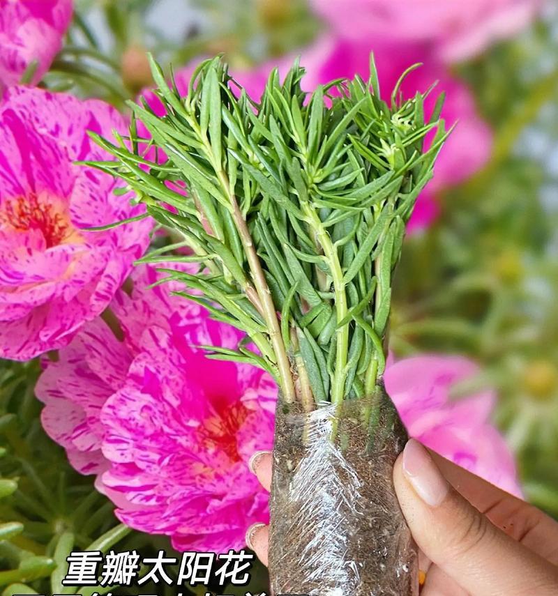 太阳花的花语代表什么？