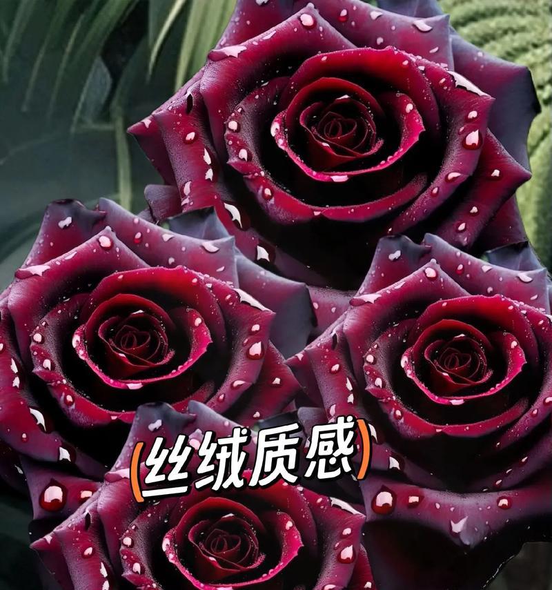 黑暗花的花语代表了什么含义？